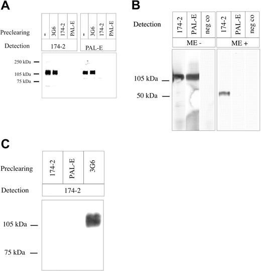 Figure 3. Cross-precipitations with 174/2 and PAL-E. Lysates of CHO cells transfected with (A) PV-1/FELS cDNA, (B) tonsil, or (C) lymphocyte-depleted tonsil tissue were precleared or not precleared with the indicated antibodies; thereafter, the samples were run on SDS-PAGE and blotted to nitrocellulose membranes. Detection was performed either with 174/2 or PAL-E. neg co indicates negative control. Molecular weight markers are indicated on the left. ME indicates mercaptoethanol.
