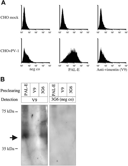 Figure 6. PAL-E antigen is not vimentin. (A) PV-1–transfected CHO cells and their mock-transfected controls were surface-stained with the antibodies indicated in the figure and analyzed by flow cytometry. The x-axis represents the fluorescence intensity, and y-axis represents the relative number of cells. (B) HMEC lysate was precleared with the indicated antibodies; thereafter, the samples were run on SDS-PAGE and blotted to nitrocellulose membranes. Detection was performed with antivimentin antibody (V9) or with a negative control antibody (3G6). Molecular weight markers are indicated on the left. The arrow points to the vimentin band.