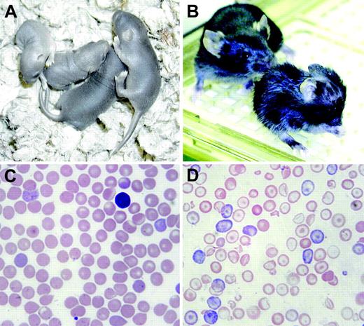 Figure 1. The nm1054 phenotype. (A) Two nm/nm (left) and 2 ?/+ (right) pups on postnatal day of life 4 (P4). The mutants are easily recognizable by their runting and pallor. (B) A nm/nm animal at P19 in the foreground and a wild-type (?/+) littermate in the background. Runting, abnormal fur, and hydrocephalus are evident in the mutant. (C-D) Peripheral blood smears from adult ?/+ and nm/nm animals, respectively. Hypochromia, microcytosis, anisocytosis, polychromasia, and target cells are prominent features in the mutant smear.