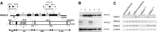 Figure 1. Insertion of retrovirus SL3-3 in the Nfatc3 locus represses NFATc3 expression. (A) Schematic representation of Nfatc3 with SL3-3 MLV insertion sites and orientations indicated by arrowheads (▸). The numbers adjacent to the proviruses denote the distance (in bp) between provirus insertions and the upstream and downstream exons or the distance between neighboring insertions. TAD indicates transactivation domain; NLS, nuclear localization signal; a, calcineurin binding site; b, region within the regulatory domain (RD) containing multiple phosphorylation sites; c, the DNA-binding motif in the DNA-binding domain (DBD); TAD/NES, combinatorial C-terminal TAD (TAD-C) and nuclear export signal found in NFATc1 and NFATc3; □, the alternative 33-aa sequence of the NFATx2 isoform of NFATc312 lacking TAD-C motif; ▵, the 30-aa deletion of an inactive isoform of NFATc312; and *, location of a putative polyA site (AATAAATAGTCTTTTTT) in NFATc3 with start at position chr8:105418773. (B) Western blot analysis of protein extracts from lymphomas with SL3-3 insertion within the Nfatc3 locus using polyclonal anti-NFATc1 or anti-NFATc3 antibody for staining (“Materials and methods”). Protein extracts from normal thymus of a wild-type mouse (lane 1) are compared with lysates from tumors of Nfatc3-/- (lane 2) or wild-type mice without (lane 3) and with (lanes 4 and 5, representing tumors with insertion in intron 8 and at 1.6-kb upstream, respectively) SL3-3 MLV insertion at the Nfatc3 locus. (C) RNA expression of NFAT genes in SL3-3–induced tumors as determined by semiquantitative RT-PCR. Shown are the expression in normal thymus, thymic tumors derived from wild-type, Nfatc2-/--, and Nfatc3-/- mice, and thymic tumors with provirus insertion in Nfatc3 locus (at intron 8 and 1.6-kb upstream). cDNA amounts were equalized to β-actin signals. WT indicates wild type.