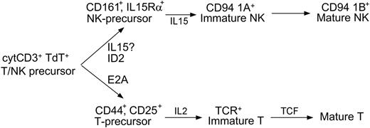 Figure 4. A 3-stage model of NK development. The cytoplasmic CD3+ nuclear TdT+ bipotent T/NK-cell precursor may develop into either immature T cells under the actions of E2A and IL-2, or immature NK cells under the actions of ID2 and IL-15. Lineage commitment is fully established when immature T cells complete TCR gene rearrangement, or, as our data support, immature NK cells express CD94 1A transcripts. The model shows where the cytokines and transcription factors are critical, but does not exclude their possible roles at other developmental stages. For example, the assignment of ID2 before IL-15 is based on previous data23 and a recent review.41 According to this model, the loss of ID2 in NK-LBLs is due to abnormal differentiation. Whether the expression of IL-15Rα or, equivalently, the role of IL-15, might precede that of ID2 in the development of normal NK cells, requires further investigation.