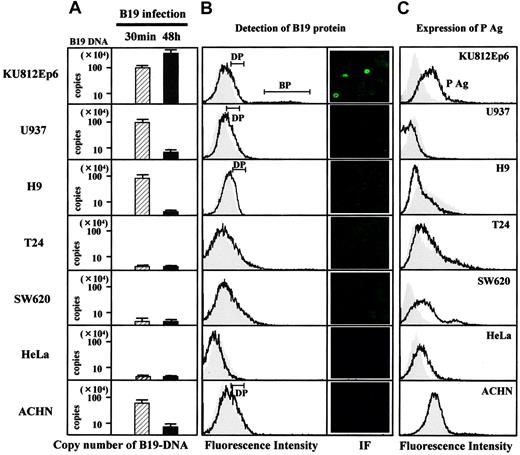 Figure 1. B19 infectivity and expression of P antigen. Each cell line (2 × 106) was inoculated with B19 (1 × 1011 copies of B19 DNA) for 30 minutes at 4°C and washed with PBS, pH 7.2, 3 times. Half of the cells in each group were used for evaluation of B19 adsorption (left column in panel A), and remaining cells in 3 mL RPMI containing 10% FBS were further incubated at 37°C for 48 hours to measure B19 DNA replication (right column in panel A) or to detect B19 protein (B). (A) B19 binding and replication of B19 in various cell lines. B19-infected cells were quantified for B19 DNA as described in “Materials and methods.” The left column (▨) is regarded as B19 adsorption, and the right column (▪) as B19 replication. The scale for B19 DNA is shown in logarithm. (B) Detection of B19 protein in B19-infected cells. After a 48-hour incubation with B19, the cells were washed 3 times with PBS and they were fixed with 4% paraformaldehyde followed by permeabilization with SAP buffer (0.1% saponin, 0.05% NaN3 in Hanks balanced salt solution). Then, cells were incubated with PAR3 at a concentration of 5 μg/mL on ice for 30 minutes, followed by an incubation with FITC-conjugated goat anti–mouse IgG. The expression of B19 protein in cytoplasm was analyzed by flow cytometry with PAR3 (line) or isotype-matched antibody 1F5 (shadow; left panel), or by immunofluorescence (IF) staining with PAR3 (right panel). Two types of positive patterns were observed in flow cytometry: dull positive (DP) pattern in KU812Ep6, U937, H9, and ACHN; bright positive (BP) pattern in KU812Ep6. (C) Flow cytometry analysis of P antigen expression on the cell surface. Indicated cells were incubated with antigloboside antibody, GL4, followed by PE-labeled anti–rabbit IgG. Shadow represents staining using rabbit IgG as a negative control.
