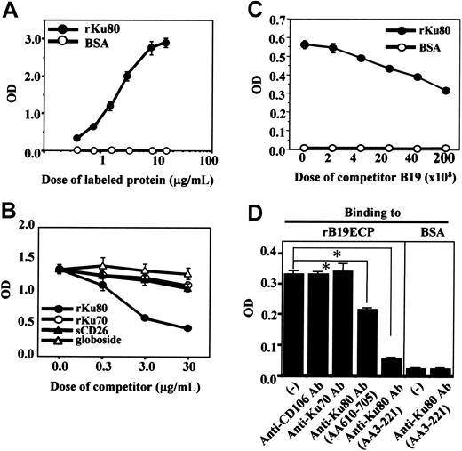 Figure 3. Specific binding of rB19ECP to Ku80. (A) Specific binding of Ku80 to rB19ECP. Indicated concentration of biotinylated rKu80 or biotinylated BSA was reacted with rB19ECP fixed to 96 microwells and detected by ELISA. (B) Competitive ELISA for rB19ECP binding to rKu80. Biotinylated rKu80 (2 μg/mL) was reacted with rB19ECP fixed to wells in the presence of indicated doses of unlabeled rKu80, rKu70, sCD26, or globoside. (C) Inhibition of rB19ECP binding to rKu80 by purified B19. Biotinylated rKu80 (1 μg/mL) was added to rB19ECP fixed to wells in the presence of B19 that was purified from B19+ serum with repeated microfiltration. Doses of B19 are expressed as copy numbers of B19 DNA. (D) Inhibition of rB19ECP binding to rKu80 by anti-Ku80 antibodies. Binding of biotinylated rKu80 or biotinylated BSA to rB19ECP fixed to wells was measured in the presence of isotype-matched mouse monoclonal antibodies as indicated.