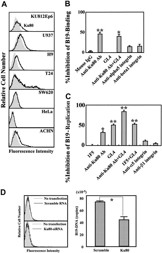 Figure 4. Role of Ku80 in B19 infection in vitro. (A) Ku80 expression on cell surface. The indicated cell lines were reacted with 5 μg/mL mouse monoclonal anti-Ku80 antibody (line) or 5 μg/mL isotype-matched mouse monoclonal antibody 1F5 (shadow), followed by FITC-labeled anti–mouse IgG antibodies. Cells were washed with PBS, and cell-surface expression of Ku80 was analyzed by flow cytometry. (B) Blocking of B19 adsorption by anti-Ku80 antibody or antigloboside antibody. KU812Ep6 cells (2 × 106) were infected with B19 (2 × 1011 copies of B19 DNA) on ice for 30 minutes in the presence of the indicated antibodies (5 μg/mL) and extensively washed with PBS 3 times. To activate α5β1 integrin, anti-integrin antibodies were used in the presence of divalent ions (1 mM Mn2+, 1 mM Mg2+). B19 DNA in each group was quantified by quantitative PCR. The blocking ability of B19 binding by each antibody was expressed as percent decrease of B19-DNA in each group compared to that in antibody-untreated cells. **P < .01, *P < .05 by Student t test. (C) Blocking of B19 replication by anti-Ku80 antibody or antigloboside antibody. KU812Ep6 cells were infected with B19 and washed as described. Cells were further incubated for 48 hours at 37°C and washed with PBS 3 times before the quantitative study of B19 DNA. To activate α5β1 integrin, anti-integrin antibodies were used in the presence of divalent ions (1 mM Mn2+, 1 mM Mg2+). The blocking ability of B19 replication by each antibody was expressed as described. **P < .01, *P < .05 by Student t test. (D) RNA interference of Ku80 in KU812Ep6 cells. Cell-surface expression of Ku80 was examined by flow cytometry in scramble RNA or siRNA of Ku80-transfected KU812Ep6 cells (left panel). KU812Ep6 cells treated with indicated RNA were reacted with 5 μg/mL mouse monoclonal anti-Ku80 antibody or 5 μg/mL isotype-matched mouse monoclonal antibody 1F5 (shadow), followed by FITC-labeled anti–mouse IgG antibodies. B19 association of siRNA-transfected KU812Ep6 cells was evaluated by quantitative PCR (right panel). Sample DNA was prepared from extensively washed scramble RNA or siRNA of Ku80-transfected KU812Ep6 cells after 2 hours of incubation with B19. *P < .01 by Student t test.