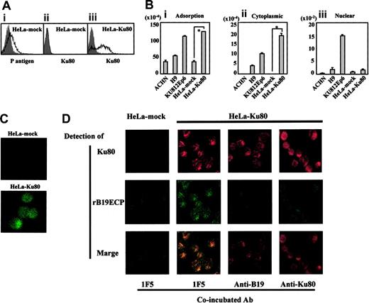 Figure 5. Transfection of Ku80 to HeLa cells. (A) Expression of Ku80 on HeLa cells transfected with pKu80. Ku80 cDNA was inserted to expression plasmid pcD and the resulted pKu80 was transfected to HeLa cells (HeLa-Ku80) using lipofectin. Empty pcD was used for a mock transfection (HeLa-mock). The transfected cells (2 × 105) were incubated with 5 μg/mL of each antibody, anti-Ku80 antibody (ii,iii), GL4 (A1), or isotype-matched mouse monoclonal antibodies or rabbit serum (shadow), and then analyzed for the expression of P antigen or Ku80 on the cell surface. Figures show HeLa-mock expressed P antigen but not Ku antigen on the surface (i,ii), whereas HeLa-Ku80 expressed Ku80 (iii). (B) Increased binding and viral entry of B19 in HeLa-Ku80. The indicated cells (6 × 105) were infected with B19 (2 × 1011 copies of B19 DNA) for 30 minutes on ice. After washing cells 3 times with PBS, pH 7.2, DNA was extracted from 2 × 105 cells. Remaining cells were further incubated for 30 minutes at 37°C. After washing cells 3 times with PBS, pH 4.5, a cytoplasmic and nuclear fraction was prepared, and then DNA was extracted from each fraction. Prepared DNA was subjected to a quantitative PCR to quantify B19 DNA. *P < .01 by Student t test. (C) B19 infection to HeLa-Ku80. HeLa-mock or HeLa-Ku80 cells (2 × 105) were infected with B19 (2 × 1011 copies of B19 DNA) for 30 minutes at 37°C. After being washed 3 times with PBS, cells were collected with 5 mM EDTA-PBS, pH 7.2, fixed with 4% paraformaldehyde and reacted with PAR3, followed by FITC-labeled anti–mouse IgG antibody as a secondary antibody. Thus prepared cells were then subjected to a confocal microscope analysis. The panel represents B19 entered into HeLa-Ku80. (D) Colocalization of rB19ECP and Ku80. HeLa-mock or HeLa-Ku80 (2 × 105) cells were incubated with biotinylated rB19ECP (1 μg/mL) in the presence of 5 μg/mL inhibitor antibody indicated for 30 minutes at 37°C. After being washed 3 times with PBS, pH 7.2, cells were collected with 5 mM EDTA-PBS, and rB19ECP or Ku80 was detected by confocal microscopy analysis. Ku80 was detected by anti-Ku80 antibody followed by TRITC-labeled anti–mouse IgG antibody as a secondary antibody. Detection of biotinylated rB19ECP was done by avidin-FITC as described in “Materials and methods.”