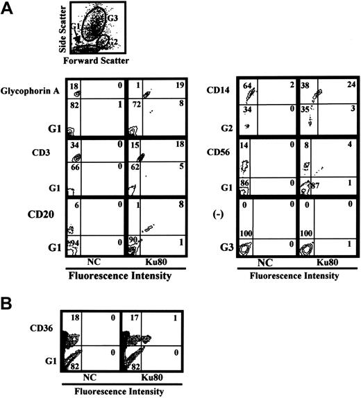Figure 6. Cell-surface expression of Ku80 in human bone marrow cells. Flow cytometry analysis of Ku80 expression on the cell surface. Bone marrow cells were reacted with indicated antibodies and anti-Ku80 antibody as described in “Materials and methods,” and then the expression of surface molecules was analyzed. Prior to the study, each sample had been analyzed by the scattered plot. The results showed that the glycophorin A+, CD3+, CD20+, CD56+, or CD36+ cells were scattered in gate 1 (G1), and CD14+ cells in gate 2 (G2), and that there were no glycophorin A+, CD3+, CD20+, CD56+, or CD36+ cells in gate 3 (G3). Then the expression of Ku80 on cell surface in gated cells was analyzed. The gate used in each experiment is shown at left-lower side of each plot. (A) Gates used in the experiment and detection of Ku80 on the surface of various cell lineages. (B) Detection of Ku80 on the surface of CD36+ bone marrow cells.