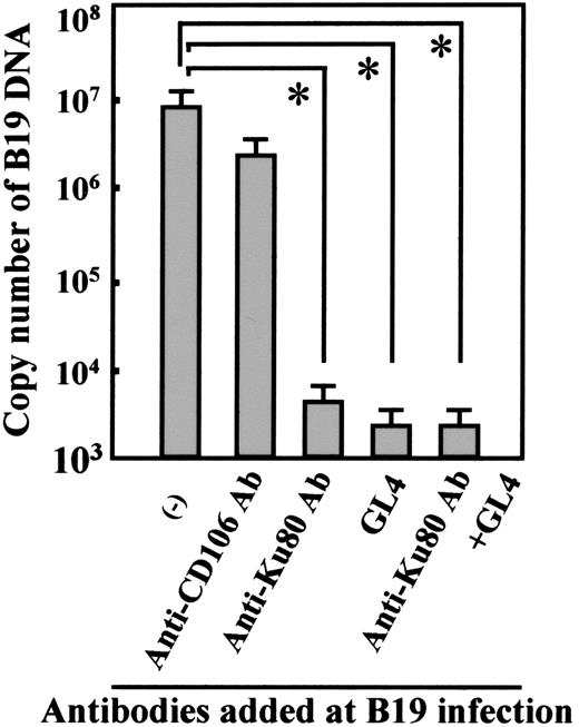 Figure 7. Blocking of B19 infection of bone marrow cells by anti-Ku80 antibody or antigloboside antibody. Bone marrow cells (2 × 106) were infected with B19 (2 × 1011 copies of B19 DNA) with the indicated antibodies and evaluated for quantity of B19 DNA as described. Anti-CD106 antibody was a mouse monoclonal antibody used as a negative control. The differences in the results between control (–) and other samples were statistically analyzed. *P < .01 by Student t test.