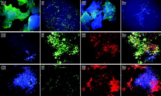 Figure 8. Primary osteoblast cultures derived from bone chips of a 2.3-green or 3.6-green recipient mouse that received a transplant of calvarial progenitor cells from a 3.6-blue donor. This scenario is as illustrated in Figure 6E-F. (A) Bone chips after 7 days in primary culture and in early secondary culture showing the 2 colors of cells embedded within and growing from the bone fragments. The 3.6-green chips (Ai) show 3.6-green cells on the plate surface. The 3.6-blue cells that grow out from these chips can be appreciated at higher power in the secondary culture (Aii). The 2.3-green chips (Aiii) show the 2 colors of GFP within the bone. No 2.3-green cells are seen in the early outgrowth cells (Aiii-iv) because the transgene is not activated prior to bone nodule formation. At high power in the early secondary culture the 3.6-blue cells are evident (Aiv). (B) Mineralizing bone nodule (Biii) derived from the 3.6-green recipient mouse (Bii) that is adjacent to a cluster of 3.6-blue cells (Bi). An overlay of the 3 images (Biv) shows XO staining of the 3.6-green cells but not the 3.6-blue cells. (C) Fate of a donor-derived 3.6-blue cell cluster (Ci) that is surrounded by host-derived 2.3-green cells (Cii) that are producing a mineralized matrix (Ciii). The overlay image (Civ) shows faint XO staining over the 3.6-blue cells relative to the strong staining over the 2.3-green cells. (A-C) Original magnification, × 100.
