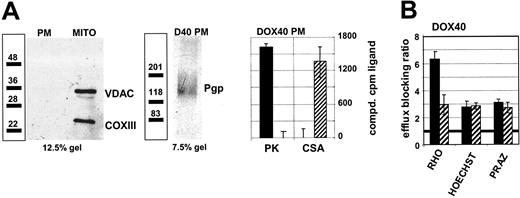 Figure 6. PK11195 apparently binds Pgp at PM sites distinct from CSA-binding sites. (A) Mitochondrial (MITO) and PM fractions were prepared from DOX40 MM cells by high-speed centrifugation. Fraction purities were confirmed in Western blot assays using antibodies recognizing mitochondrial-specific proteins (VDAC, COXIII), and the C219 antibody was used to recognize Pgp in PM fractions. 3H-PK11195 and 3H-CSA binding was measured in PM fractions and competed by PK11195 and CSA, respectively, but PK11195 and CSA did not cross-compete in these assays, further demonstrating that PK11195 binding is CSA independent. (B) PK11195 (▪) and CSA (▨) increased Rhodamine (RHO), Hoechst 33342 (Hoechst), and BODIPY-prazosin (PRAZ) retention in DOX40 cells, suggesting that both modulate multiple Pgp substrate-binding sites. PK11195 blocked RHO efflux significantly more than CSA, suggesting that PK11195 binds particular Pgp-binding sites more efficiently than CSA. Efflux data from at least 3 assays are presented, as in Figure 1.