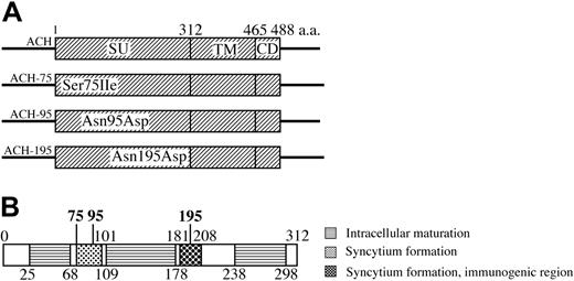 Figure 1. Construction of the ACH-envelope clones. (A) ACH.75, ACH.95, and ACH.195 contain the env gene of the HTE mutants20 between an SphI site and an NsiI site in the ACH molecular clone. The point mutants are designated by the wild-type amino acid, the position (in comparison to initiator methionine), and the mutant amino acid. SU indicates surface protein; TM, transmembrane protein; CD, cytoplasmic domain. (B) HTLV-1 SU protein. Schematic summary of functional domains of SU.10,14-22 The position of amino acid mutants examined in this study is indicated in bold.