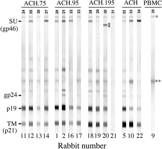 Figure 3. HTLV-1-specific antibody response by Western blot. Data represents 1:2000 dilutions of week-8 postinoculation plasma. R11, R12, R13, and R14 were inoculated with ACH.75. R1, R2, R16, and R17 were inoculated with ACH.95. R18, R19, R20, and R21 were inoculated with ACH.195. R5, R10, and R22 were inoculated with ACH.1. R9 was inoculated with uninfected PBMCs as a negative control. *Serum control band; **cellular antigen; ‡HTLV-2 SU band.