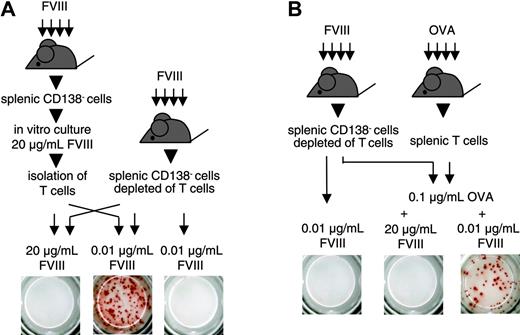 Figure 4. Inhibition of memory B-cell restimulation is not mediated by FVIII-specific T cells. ELISPOT analysis of newly formed anti-FVIII APCs after 6 days of culture. CD138– spleen cells (obtained from hemophilic mice immunized with human FVIII) were depleted of T cells and mixed in a ratio of 1:2 with either (A) T cells obtained from a 3-day culture of CD138– spleen cells (obtained from hemophilic mice immunized with FVIII, culture in the presence of 20 μg/mL FVIII) or (B) T cells obtained from hemophilic mice immunized with 3 doses of OVA. Two aliquots of each cell mixture were obtained and cultured in the presence of FVIII or FVIII and OVA at the concentrations indicated. As a negative control, CD138– spleen cells (obtained from hemophilic mice immunized with FVIII) depleted of T cells, were cultured in the presence of 0.01 μg/mL FVIII. Presented is a typical experiment. Spleens of 5 mice were pooled for cell preparation. All experiments (n = 3) gave similar results.