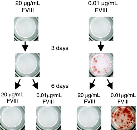 Figure 5. Inhibition of memory B-cell restimulation by high-dose FVIII is irreversible. CD138– spleen cells were obtained from hemophilic mice immunized with human FVIII and restimulated with either 20 or 0.01 μg/mL FVIII. After 3 days of culture, cells were washed, split into 2 aliquots, and cultured for another 6 days as indicated. Newly formed ASCs were analyzed by ELISPOT. Presented is a typical experiment. Spleens of 5 mice were pooled for cell preparation. All experiments (n = 3) gave similar results.