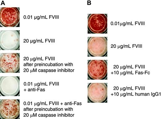 Figure 6. Inhibition of memory B-cell restimulation by high-dose FVIII involves caspase activation and Fas-dependent mechanisms. CD138– spleen cells were obtained from hemophilic mice immunized with human FVIII and restimulated with either 0.01 or 20 μg/mL as indicated. Newly formed ASCs were analyzed after 6 days of culture by ELISPOT assays. (A) Some of the cultures were preincubated with a broad-spectrum caspase inhibitor (Z-VAD-FMK) for 4 hours before FVIII was added. As a positive control for apoptosis, part of the cultures was incubated with 0.01 μg/mL FVIII in the presence of an agonistic anti–murine Fas antibody (Jo2). (B) Some of the cultures were incubated in the presence of Fas-Fc. As a negative control for Fas-Fc, part of the cultures was incubated in the presence of a human monoclonal IgG1. Presented is a typical experiment. Spleens of 5 mice were pooled for cell preparation. All experiments (n = 3) gave similar results.