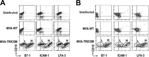 Figure 2. Phenotypic analysis of CLL cells after infection with either MVA-WT or MVA-TRICOM. Flow cytometry analysis of PBMCs from patients 1 (A) and 14 (B) uninfected or 24 hours after infection with 5 MOI of MVA-WT or 5 MOI of MVA-TRICOM. After infection with MVA-TRICOM, 2 populations of CLL cells that expressed either low or high levels of each costimulatory molecule were observed; these were designated here as “low MFI” (L) and “high MFI” (H) populations, respectively.