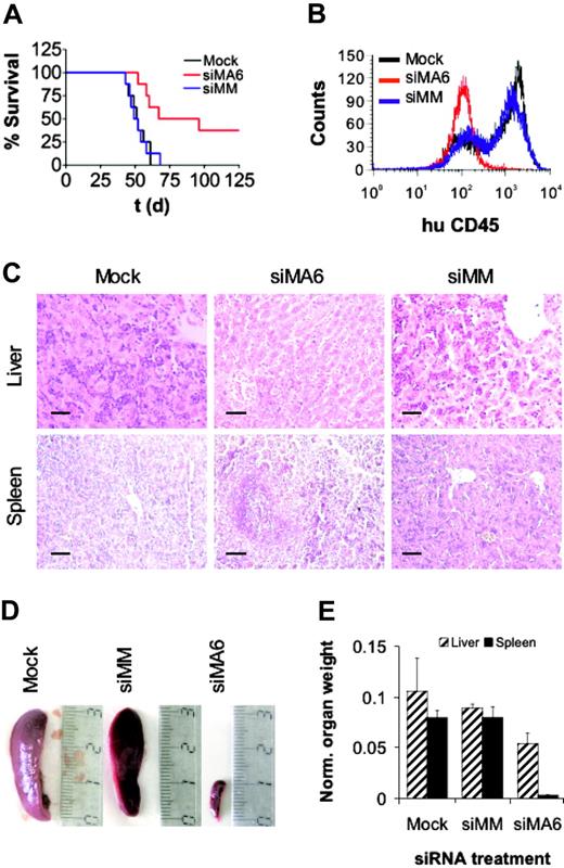 Figure 6. MLL-AF4 suppression diminishes leukemic engraftment. (A) Survival curves of SCID mice that received a transplant of SEM cells. Prior to transplantation, SEM cells were electroporated twice with the indicated siRNAs. Pretreatment with the MLL-AF4 siRNA siMA6 extended median survival and increased overall survival significantly compared with mock or control siRNA siMM pretreatment (P < .01 according to log-rank test). In each treatment arm, 8 mice received a transplant. (B) FACS analysis of bone marrow. Bone marrow cells of animals were stained with α-human CD45 antibody and analyzed by flow cytometry. siRNAs electroporated prior to transplantation are indicated. (C) Liver and spleen histologies. Original magnification × 200; scale bar, 50 μm. Mice that received a transplant of mock or siMM-pretreated cells were moribund at the time of analysis. The animal that received a transplant of siMA6-pretreated cells was killed 228 days after transplantation without any sign of leukemia-associated morbidity. (D) Comparison of spleen size. The siRNAs used for the electroporation are indicated on top. (E) Graphic representation of organ weights. Organ weights were normalized to whole body weight. Normalized liver and spleen weights of surviving animals of the siMA6 group were significantly smaller than those from the mock or siMM group (P < .05 and P < .001, respectively).
