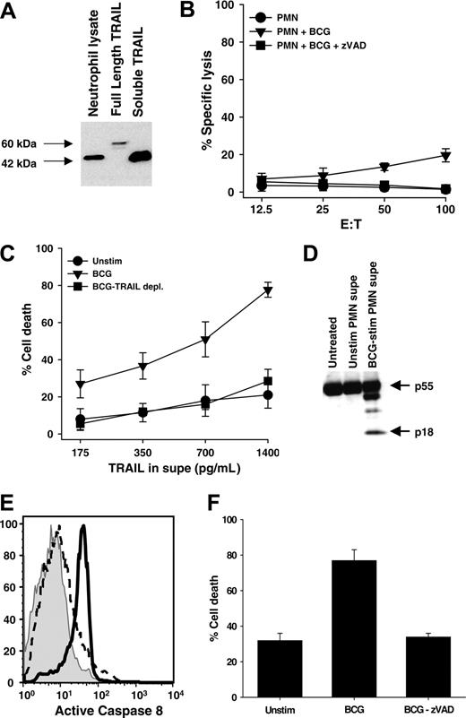 Figure 6. Neutrophils contain a cleaved form of TRAIL/Apo-2L that retains tumoricidal activity when released into culture supernatant after BCG stimulation. (A) Freshly isolated neutrophils were lysed and TRAIL/Apo-2L was detected by immunoblotting. Full-length TRAIL/Apo-2L from Ad5-TRAIL–infected cells and recombinant soluble TRAIL/Apo-2L protein were used as reference. SDS-PAGE was performed under nonreducing conditions. (B) Cell-mediated tumoricidal activity of BCG-stimulated neutrophils (PMN). Neutrophils were cultured for 20 hours in the absence or presence of BCG (1 CFU/cell), and then added to 51Cr-labeled RT-4 target cells at the indicated effector-target cell ratios for 16 hours. Inclusion of the pan-caspase inhibitor zVAD-fmk (20 μM) inhibited killing of RT-4 target cells. (C-F) Conditioned medium from unstimulated or BCG-stimulated neutrophils was added to RT-4 cells, after which cell death and caspase-8 activation were determined. (C) Crystal violet staining was performed to determine cell death after 24 hours, and a portion of the BCG-stimulated neutrophil supernatant was immunodepleted of TRAIL/Apo-2L, as described in “Materials and methods,” and the resultant killing returning to baseline levels. (D) RT-4 cells were harvested after 8 hours and caspase-8 cleavage was determined by immunoblotting. (E) RT-4 cells were harvested after 6 hours and assayed for caspase-8 activity using carboxyfluorescein-labeled LETD fluoromethyl ketone. (F) The addition of the pan-caspase inhibitor zVAD-fmk (20 μM) blocked cell death back to control levels. Data are representative of 3 independent experiments showing similar results.
