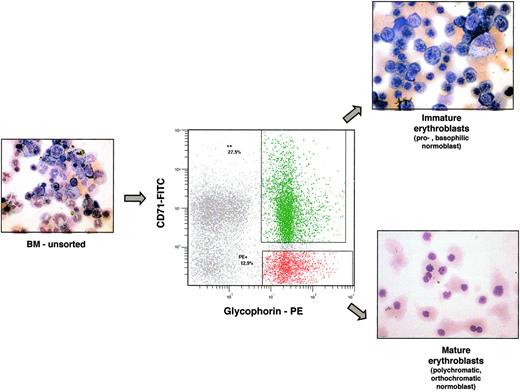 Figure 3. Early and late erythroblasts can be identified and isolated by flow cytometry. Immunophenotyping of marrow mononuclear cells with glycophorin A-PE and CD71-FITC can identify immature from mature erythroblasts, as confirmed by histochemical staining of the sorted populations (inset photographs). Samples were analyzed using an Olympus BX41 microscope equipped with a UPlanFL 40×/0.75 objective lens (Olympus, Melville, NY). Pictures were taken with Olympus QColor3, and were analyzed with QCapture 2.60 software (QImaging, Burnaby, BC, Canada) and Adobe Photoshop 6.0 software (Adobe, San Jose, CA).