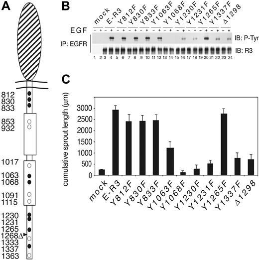 Figure 1. Functional analysis of VEGFR-3 tyrosine mutants. (A) Schematic representation of the EGF–VEGFR-3 chimera. The large oval represents the extracellular EGFR domain. Tyrosine residues are indicated by circles. • represents the tyrosine residues that have been mutated in this study. Positions of the tyrosines are indicated by numbers. Deletion mutant is indicated by an arrowhead. (B) HUVECs expressing the chimeric E-R3 mutant receptors untreated or treated with 10 ng/mL EGF for 10 minutes. Immunoprecipitates with EGFR receptor were revealed with anti–VEGFR-3 C-terminal domain and antiphosphotyrosine-specific antibodies as indicated. (C) Quantitative analysis of 3 independent sprouting experiments measured by digitized image analysis of HUVECs embedded as spheroids in a collagen matrix treated with 10 ng/mL EGF and photographed 18 to 24 hours after induction. Quantification of the cumulative sprout length of 5 spheroids per experimental group. The results are expressed as the mean ± SD of 3 independent experiments.