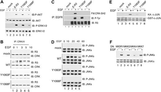 Figure 3. Phospho-Y1063 recruits CRK and activates JNK1/2 via MKK4. (A) AKT and ERK1/2 activation by wild-type and mutant E-R3 chimeric receptors as indicated. Immunoblot analysis of HUVEC cell extracts untreated or treated with 10 ng/mL EGF for 20 minutes with specific antibodies as indicated. AKT activation was detected using phospho-S473 AKT-specific antibody, and ERK1/2 activation was revealed with phospho-T202/Y204 ERK-specific antibody. (B) Time-course analysis of CRK binding to ER-3 by coimmunoprecipitation. HUVECs transduced with E-R3 mutants as indicated either untreated or treated with 10 ng/mL EGF at the times indicated were immunoprecipitated with anti-CRK–specific antibodies and revealed with the anti–VEGFR-3 C-terminal domain. (C) CRK-SH2 binds directly to E-R3 chimeric receptor. Far Western blotting of extracts from HUVECs transduced with E-R3 mutants as indicated were immunoprecipitated with anti-EGFR N-terminal–specific antibodies and revealed with biotinylated recombinant CRK-SH2. (D) Time-course analysis of JNK activation in HUVECs transduced with wild-type E-R3 receptor and the receptor mutants as indicated. JNK activation was assessed by phosphorylation of threonine 183 and tyrosine 185 using phosphospecific antibodies. (E) HUVEC extracts assayed for JNK-dependent kinase activity toward recombinant GST–c-JUN 1-79 in vitro by phosphorylation of serine 63 and 73 with phosphospecific antibodies. Ponceau staining of Escherichia coli extracts is shown. (F) Inhibition of JNK activation in HUVECs transduced with E-R3 chimera by dominant-negative (DN) MAPKs as indicated transduced with a retroviral vector (MIGR1).