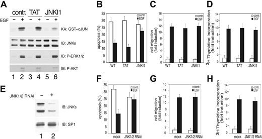 Figure 4. JNK activity is required for E-R3–dependent survival signal. (A) HUVECs transduced with E-R3 chimera untreated or treated with 10 ng/mL EGF pretreated with 1 μM mock peptide (TAT) or JNK inhibitory peptide (JNKI1) as indicated. The synthetic peptide JNKI1 specifically inhibits JNK1/2 activity measured by phosphorylation of the recombinant GST–c-JUN 1-79 in vitro assessed by phosphospecific antibodies. The same extracts were assayed for ERK and AKT phosphorylation with phosphospecific antibodies. (B) Quantification by TUNEL staining of apoptotic HUVECs pretreated with mock peptide (TAT) or with JNK inhibitory peptide (JNKI1). (C-D) Chemotaxis and mitogenic response of HUVECs treated as in panel A in the presence of TAT or JNKI1 as indicated. (E) Western blot analysis of JNK1/2 silencing obtained by transducing HUVECs with lentiviral vectors expressing JNK1 and JNK2 shRNA. (F) Quantification by TUNEL staining of HUVEC apoptosis of cells expressing a mock lentiviral construct or JNK1/2 shRNAas indicated. (G-H) Chemotaxis and mitogenic response of HUVECs either mock infected or silenced by retroviral infection with a vector expressing JNK1/2 shRNA. The results are expressed as the mean ± SD of 3 independent experiments.