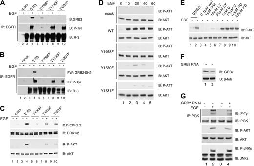 Figure 5. Phospho-Y1230/Y1231 recruits GRB2 and activates ERK1/2 and AKT. (A) Coimmunoprecipitation of chimeric E-R3 with GRB2. HUVECs transduced with wild-type E-R3 or the mutants as indicated either untreated or induced with 10 ng/mL EGF for 10 minutes were immunoprecipitated with anti-EGFR N-terminal–specific antibodies and revealed with anti-GRB2, phosphotyrosine, or VEGFR-3 C-terminal domain as indicated. (B) GBR2-SH2 binds directly to E-R3 chimeric receptor. Far Western blotting of extracts from HUVECs transduced with E-R3 mutants as indicated were immunoprecipitated with anti-EGFR N-terminal–specific antibodies and revealed with biotinylated recombinant GRB2-SH2. (C) Wild-type E-R3, but not mutants Y1230 and Y1231, fully activates AKT and ERK phosphorylation measured with phosphospecific antibodies. (D) Time-course analysis of AKT activation of HUVECs transduced with wild-type ER-3 or with the mutants as indicated. (E)AKT activation is mediated by PI3K. Effect on ER-3–dependent AKT phosphorylation by inhibition of PI3K by wortmanin (WM), or LY294002 (LY), MEK1/2 by U0126 (U), PD98059 (PD). (F) Western blot analysis of GRB2 silencing obtained by transducing HUVECs with lentiviral vectors expressing GRB2 shRNA. (G) PI3K and AKT phosphorylation are dependent upon GRB2 expression. PI3K was immunoprecipitated with antibodies anti-PI3K and P85. The Ip was immunoblotted with anti–P-Tyr. P-AKT and P-JNKs were revealed with phosphospecific antibodies. IP indicates immunoprecipitated.