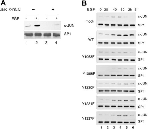 Figure 6. c-JUN induction by E-R3 depends on JNK and ERK signaling. (A) c-JUN expression was detected by Western blot analysis in mock-infected cells or in cells infected with lentiviral vectors expressing JNK1/2 shRNA. (B) Western blot analysis of c-JUN expression in HUVECs transduced with E-R3 mutant chimeric receptor as indicated at various times after treatment with 10 ng/mL EGF.