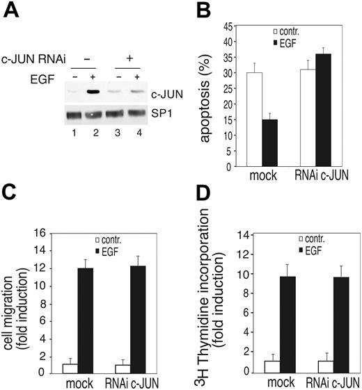 Figure 7. c-JUN expression is required for E-R3–dependent survival signal. (A) Western blot analysis of c-JUN from mock-infected cells or cells silenced for c-JUN obtained by transducing HUVECs with a lentiviral vector expressing c-JUN shRNA before or after 2 hours of treatment with 10 ng/mL EGF. (B) Quantification by TUNEL staining of HUVEC apoptosis expressing a mock lentiviral construct or c-JUN shRNA. (C-D) Chemotaxis and mitogenic response of HUVECs either mock infected or silenced by retroviral infection with a vector expressing c-JUN shRNA. The results are expressed as the mean ± SD of 3 independent experiments.
