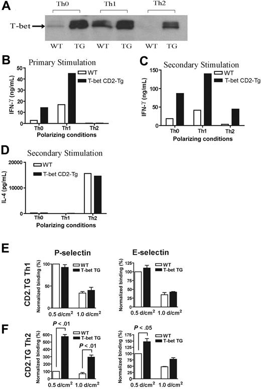 Figure 3. Characterization of a transgenic mouse expressing T-bet under the human CD2 promoter. (A) Western blot of T-bet expression by CD4+ T cells from either WT BALB/c (WT) or T-bet CD2-transgenic (TG) mice (also on the BALB/c background) activated with anti-CD3 and anti-CD28 antibodies under different polarizing conditions. (B-D) Cytokine profiles measured by enzyme-linked immunosorbent assay (ELISA) secreted by CD4+ T cells activated under different polarizing conditions. (B) IFN-γ production during primary stimulation from WT (□) and TG (▪) T cells. (C) IFN-γ production during secondary stimulation from WT and TG T cells. (D) IL-4 production during secondary stimulation from WT and TG T cells. (E-F) Interaction of WT and TG CD4+ T cells with immobilized P-selectin (left columns) and E-selectin (right columns) under conditions of laminar shear stress as indicated. Cells were by stimulated with plate-bound CD3 and CD28 antibodies in the presence of appropriate skewing cytokines. (E) CD4+ Th1-cell interactions. (F) Th2-cell interactions. All data are expressed as mean ± SEM.
