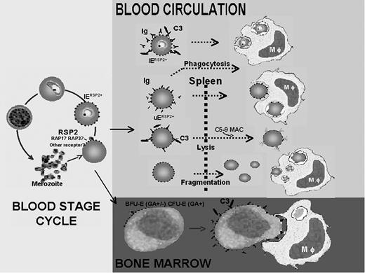 Figure 4. Schematic representation of the role of RSP2 in the development of severe anemia during P falciparum infection. RSP2 transferred to the surface of UEs during invasion failure or to IEs after delayed invasion is recognized by antibodies, leading to its elimination by 3 different mechanisms. RSP2+ erythrocytes tagged with opsonizing antibodies are destroyed by phagocytosis. These antibodies activate complement, which induces the lysis of RSP2+ erythrocytes. RSP2 may induce the rigidification of RSP2+ erythrocytes in the presence or absence of antibodies, resulting in their destruction in the spleen. RSP2 is involved in the dyserythropoiesis observed in severe anemia. RSP2 is transferred to the surfaces of erythroid precursors because of the presence of receptors such as GA, facilitating interaction with merozoites. From the erythroid blast-forming unit (BFU-E) or CFU-E stage after the transfer of RSP2, precursor cells may be modified by the combined action of opsonizing antibodies and complement.