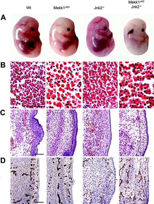 Figure 1. Mekk1ΔKD and Mekk1ΔKD Jnk2–/– embryos are anemic and exhibit a striking increase in the number of nucleated erythrocytes. (A) E14.5 wt, Mekk1ΔKD, Jnk2–/–, and Mekk1ΔKD Jnk2–/– mouse embryos (Theiler stages 1, 2). Note the absence of color in major blood vessels, the general paleness, and the smaller liver of the Mekk1ΔKD and Mekk1ΔKD Jnk2–/– embryos. Also note the erythroplaki of the Mekk1ΔKD Jnk2–/– embryo. (B) Sections through major blood vessels of wt and Mekk1ΔKD (E15.5), and Jnk2–/– and Mekk1ΔKD Jnk2–/– (E14.5) embryos stained with H&E. Note the almost complete absence of enucleated erythrocytes in the Mekk1ΔKD and Mekk1ΔKD Jnk2–/– embryos. Bar = 75 μm. (C) Subcutaneous sections of wt, Mekk1ΔKD (E15.5), Jnk2–/–, and Mekk1ΔKD Jnk2–/– (E14.5) embryos stained with H&E. Note marked decrease in the number of circulating erythrocytes in the Mekk1ΔKD and Mekk1ΔKD Jnk2–/– samples. Bar = 100μm. (D) Subcutaneous panendothelium stained sections of E13.5 wt, Mekk1ΔKD, Jnk2–/–, and Mekk1ΔKD Jnk2–/– embryos. Bar = 100 μm.
