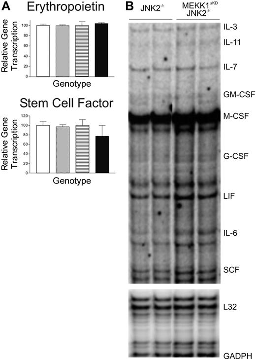 Figure 3. Cytokine production in Mekk1ΔKD Jnk2–/– fetal livers are unaltered. (A) Quantitative (Q) PCR analysis of erythropoetin and SCF cDNA from E13.5 wt, Mekk1ΔKD, Jnk2–/–, and Mekk1ΔKD Jnk2–/– FLs (n = 5). □ indicates wt; ▦, MEKK1ΔKD; ▤, JNK2–/–; ▪, MEKK1ΔKD JNK2–/–. Data represent average ± SD. (B) Representative samples from RNase protection analysis of SCF, EPO, IL-3, IL-11, IL-7, GM-CSF, M-CSF, G-CSF, LIF, and IL-6 mRNA expression in E13.5 Jnk2–/– and Mekk1ΔKD Jnk2–/– FLs. GADPH and L32 were measured as controls. GM-CSF indicates granulocyte-macrophage colony-stimulating factor; GADPH, glyceraldehyde-3 phosphate dehydrogenase; and LIF, leukemia inhibitory factor.