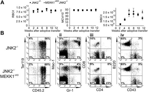 Figure 4. Reconstitution of hematopoiesis by adoptive transfer of Jnk2–/– and Mekk1ΔKD Jnk2–/– fetal liver cells. Peripheral blood was drawn every 2 weeks after adoptive transfer of FL cells from Jnk2–/– or Mekk1ΔKD Jnk2–/–m E14.5 embryos into lethally irradiated hosts. (A) Samples were analyzed for red blood cell (RBC) quantity, mean corpuscular volume (MCV) of the red blood cells, and white blood cell (WBC) quantity. (B) Peripheral blood cells were drawn 12 weeks after adoptive transfer. Samples were analyzed for cell-surface expression of different lineage markers. The dot plots represent the log fluorescence intensities of live cells (i), or live cells falling into the CD45.2 gate (ii-iv). Monoclonal antibodies used were against Ter119 (erythroid cells), Gr-1 (granulocytes), Mac1 (monocytes), CD4 and CD8 (T lymphocytes), B220 (B lymphocytes), and CD43 (leukocytes). The percentages of cells in each quadrant are indicated.