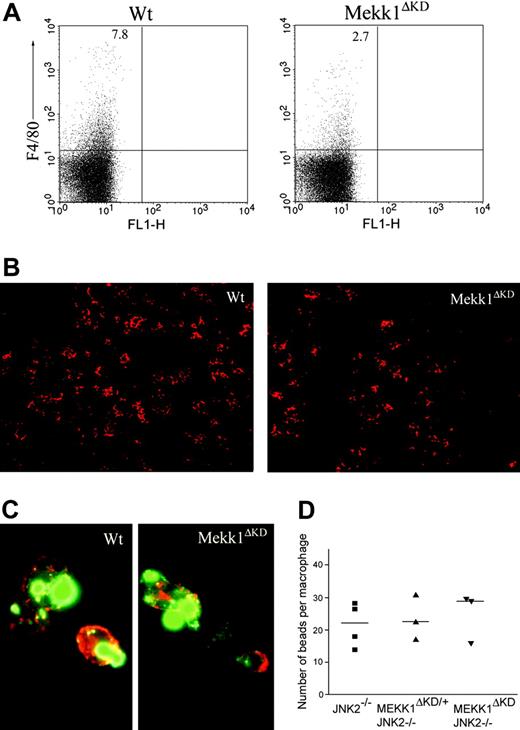 Figure 5. Decreased number of fetal liver macrophages in Mekk1ΔKD embryos. (A) Fetal liver cell suspensions from wt and Mekk1ΔKD E13.5 embryos were stained with macrophage-specific anti-F4/80 antibodies and analyzed by flow cytometry. The dot plots represent the log fluorescence intensities of live cells. Numbers indicate the percentage of F4/80-positive cells. (B) Immunohistochemical staining of E13.5 fetal liver sections from wt and Mekk1ΔKD embryos with PE-conjugated anti-F4/80. (C) Immunohistochemistry of “native” erythroblast-FLM clusters from wt and Mekk1ΔKD E13.5 embryos. Cell clusters were stained for F4/80 (red) and Ter119 (green). (D) E13.5 FLMs were isolated from Jnk2–/–, Mekk1ΔKD/+ Jnk2–/–, and Mekk1ΔKD Jnk2–/– embryos and offered an excess of latex beads in an in vitro phagocytosis assay. Macrophages were counterstained with hematoxylin and the number of phagocytosed beads per cell was counted by phase-contrast microscopy. A minimum of 3 FLs was examined per genotype.