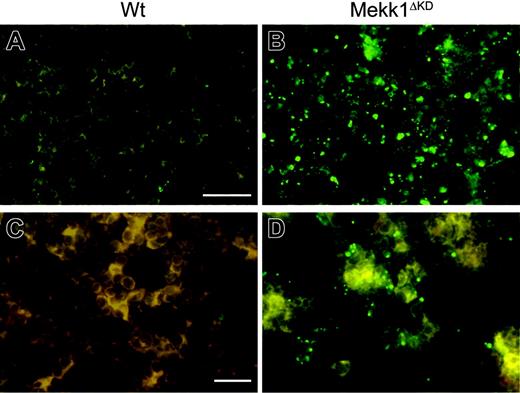 Figure 6. Defective degradation and accumulation of TUNEL-positive nucleic material in Mekk1ΔKD fetal livers. Histochemical analysis of FLs. Nucleic material in wt and Mekk1ΔKD FLs, as shown by TUNEL stain (green). Note the large amount of abnormal apoptotic foci in the Mekk1ΔKD fetal liver B, and in higher magnification D. A, B: bar = 75 μm; C, D: bar = 100 μm.