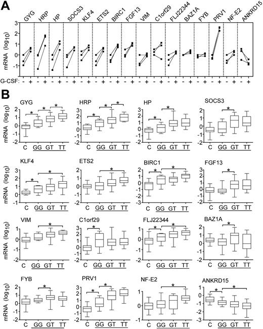 Figure 2. Effects of cytokine stimulation and JAK2 mutation on marker expression. (A) Expression of markers in granulocytes of 3 healthy donors before and after stem cells mobilization by G-CSF. For each individual, the gene expression is shown before (–) and after (+) G-CSF administration and the corresponding values are connected by solid lines. The mRNA levels of the markers were determined by quantitative PCR. Relative gene expression is shown on a logarithmic scale (log10) and the values represent the mRNA expression relative to a healthy control calibrator sample, calculated by the ΔΔCT method. (B) Marker expression in patients with the JAK2-V617F mutation. The mRNA level of individual markers was determined in 28 healthy controls (C) and in 54 patients with PV (horizontal line) grouped according to the JAK2 genotype. Ten patients with wild-type JAK2 (GG), 21 patients heterozygous for the JAK2-V617F mutation (GT), and 23 patients homozygous for the JAK2-V617F mutation (TT) were examined. Bars with asterisks indicate statistically significant differences between groups (P < .05; Mann-Whitney U test).