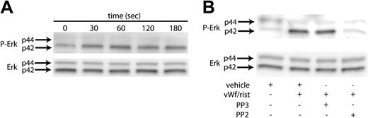 Figure 1. VWF-mediated Erk phosphorylation in platelets. Platelets were stimulated with VWF/ristocetin (8 and 300 μg/mL, respectively) for various amounts of time (A) or for 1 minute in the absence (vehicle) or presence of the Src kinase inhibitor PP2 or its inactive analog, PP3 (B). Both figures were analyzed to detect either phospho-Erk (top panels) or total Erk (bottom panels), as described in “Materials and methods.” Arrows denote the 2 molecular forms of Erk in platelets.