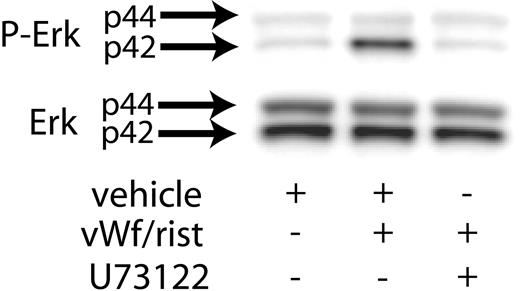 Figure 2. Inhibition of PLC decreases VWF-mediated Erk phosphorylation. Platelets were stimulated with VWF/ristocetin (8 and 300 μg/mL, respectively) in the absence (vehicle) or presence of the PLC inhibitor U73122. Erk activation was assayed as described in “Materials and methods.”