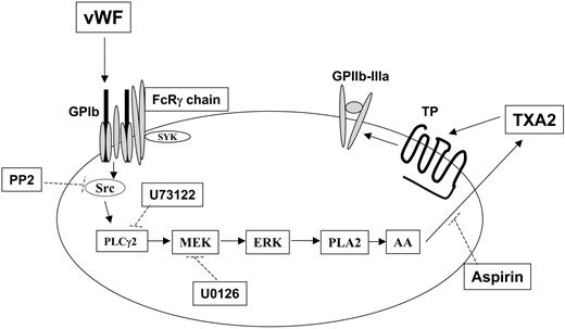 Figure 7. Mechanism of thromboxane production and integrin αIIbβ3 activation after GPIb stimulation in human platelets. Stimulation of GPIb with VWF activates Src, which in turn causes successive activation of phospholipase Cγ2 (PLC2), MEK, and Erk. Erk activation by MEK-mediated phosphorylation activates phospholipase A2 (PLA2), leading to the liberation of arachidonic acid (AA) and its conversion to thromboxane A2 (TXA2) by cyclooxygenase (which is inhibited by aspirin). The released TXA2 then interacts with the G-protein–coupled TP receptor, whose stimulation ultimately contributes to GPIIb–IIIa activation and platelet aggregation. Dotted lines indicate the inhibitory action of various compounds against their respective targets. Note that Src-dependent PLCγ2 activation in response to VWF stimulation in platelets has been previously reported.21,26