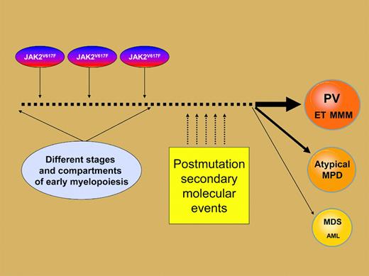 Phenotypic diversity associated with the JAK2 V617F tyrosine kinase mutation might arise from a combination of the particular myeloid progenitor compartment that is affected and specific secondary mutations that occur during clonal evolution.