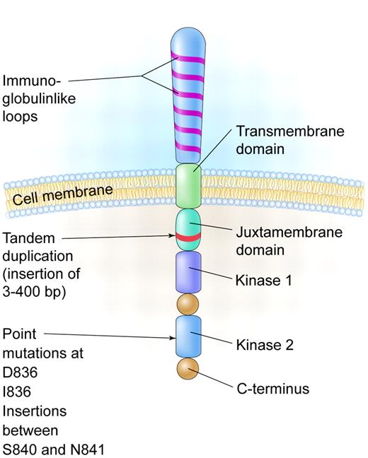 A schematic diagram of the FLT3 receptor tyrosine kinase showing the location of the internal tandem duplication of genes within the juxtamembrane domain and point mutations and gene insertions in the second kinase domain. Illustration by Kenneth Probst.