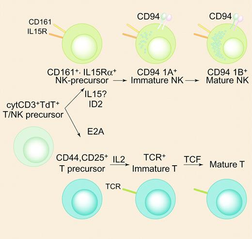 A 3-stage model of NK development. The cytoplasmic CD3+ nuclear TdT+ bipotent T/NK-cell precursor may develop into either immature T cells under the actions of E2A and IL-2 or immature NK cells under the actions of ID2 and IL-15. Lineage commitment is fully established when immature NK cells express CD94 1A transcripts. The model shows the expression of the CD94 receptor on immature NK cells, but it is unclear whether it is expressed on the surface at this stage of development. Illustration by Paulette Dennis.