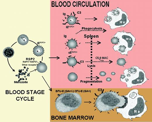 Schematic representation of the role of RSP2 in the development of severe anemia during P falciparum infection. See the complete figure in the article beginning on page 3632.