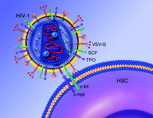 Lentiviral vector particles (HIV-1) display recombinant membrane envelope proteins containing stem cell factor (SCF) and TPO that can specifically target the vector particles to hematopoietic stem cells (HSCs) expressing the c-kit and c-mpl receptors for SCF and TPO, respectively. All vector particles contain the VSV-G envelope protein, which binds to phospholipids in cellular membranes. Illustration by Marie Dauenheimer.