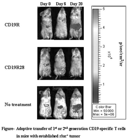 Figure-. Adoptive transfer of 1st or 2nd generation CD19-specific T cells in mice with established rluc+ tumor