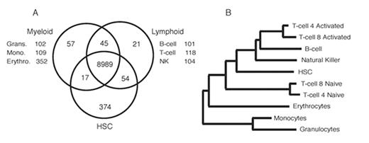 Figure 1-. A) Venn diagram of hematopoietic fingerprints showing the number of genes exclusive to a given population. B) Dendrogram illustrating relatedness of each cell population according to the transcriptional profile. Relative similarity is determined by distance from nearest shared branch-point.