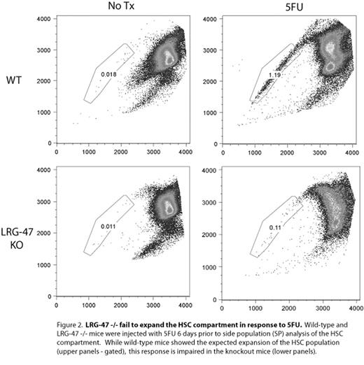Figure 2. LRG-47 -/- fail to expand HSC compartment in response to SFU. Wild type and LRG-47 -/- mice were injected with SFU 6-days prior to side population (SP) analysis of HSC compartment. While wild-type mice showed the expected expansion of the HSC population (upper panels - gated), this response is impaired in the knockout mice (lower panels).