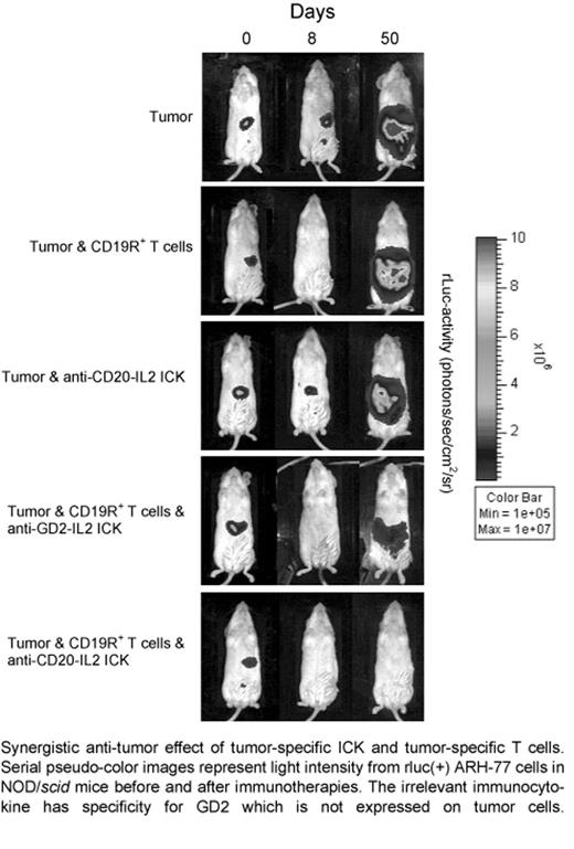 Synergistic anti-tumor effect of tumor-specific ICK and tumor-specific T cells. Serial pseudo-color images represent light intensity from rluc(+) ARH-77 cells in NOD/scid mice before and after immunotherapies. The irrelevant immunocytokine has specificity for GD2 which is not expressed on tumor cells.