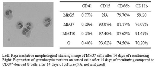 Left: Representative morphological staining image of MkG7 cells after 14 days of recultureing . / Right: Expression of granulocytic markers on sorted cells after 14 days of reculturing compared to CD34+-derived G cells after 14 days of culture (NA, not analyzed)