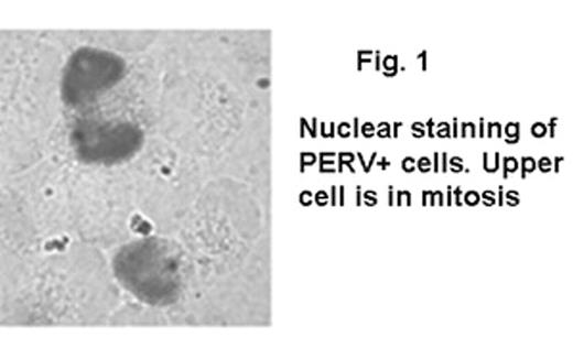 Fig. 1. Nuclear staining of PERV+ cells. Upper cell is in mitosis